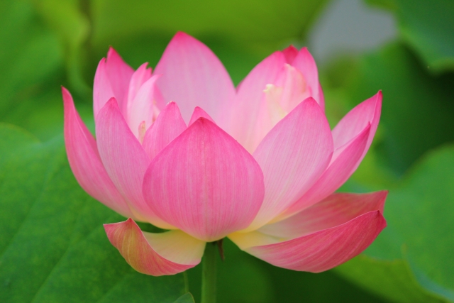 仏の花